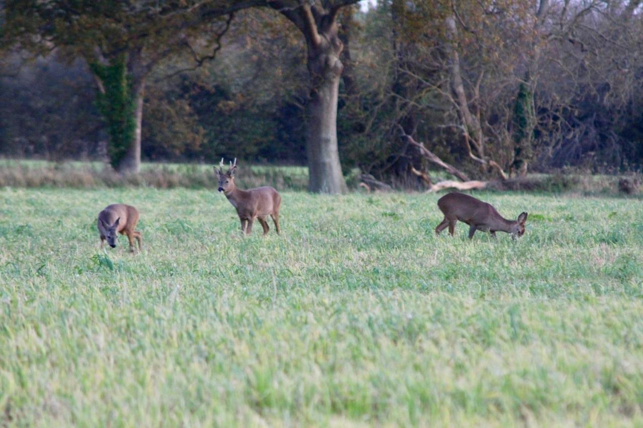 Hunston Mill Self Catering Dog Stay For Free Chichester Dış mekan fotoğraf